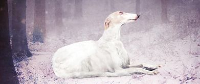 a dog lies down in the snow on the cover of deerskin by robin mckinley