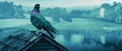 the long flight home giveaway