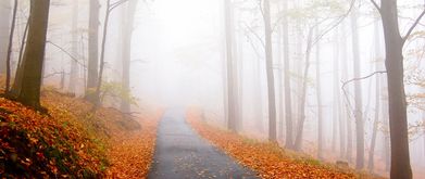 Red Leaves excerpt